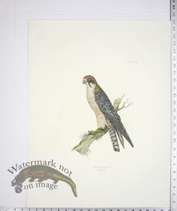 Red Legged Hobby